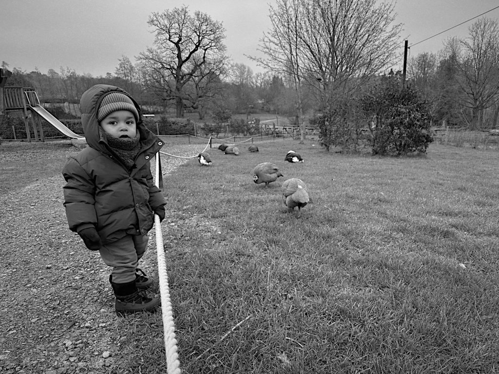 Chasing guinea fowls at the Priory Farm